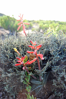 Aloe Variegata/Kanniedood/Partridge Breast Aloe at The Place near Route 62