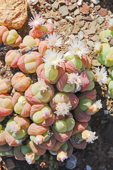 Gibbaeum heathii in flower at The Place/Die Plek