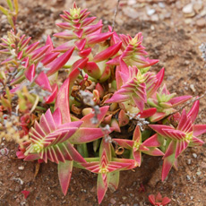 Crassula capitella/bergplakkie at The Place, Ockertskraal